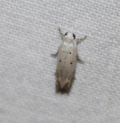 Epiblema separationis