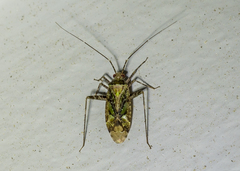 Phytocoris eximius