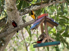 Icterus auricapillus