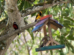 Icterus auricapillus