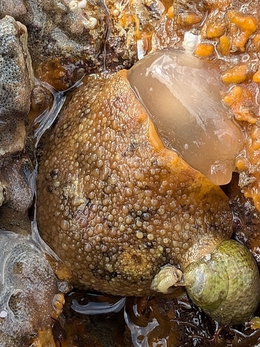 Archidoris pseudoargus