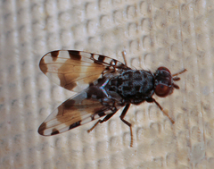 Pseudotephritis vau