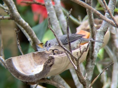 Coryphospingus pileatus