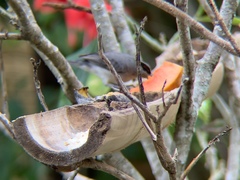 Coryphospingus pileatus