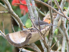 Coryphospingus pileatus