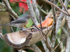 Coryphospingus pileatus