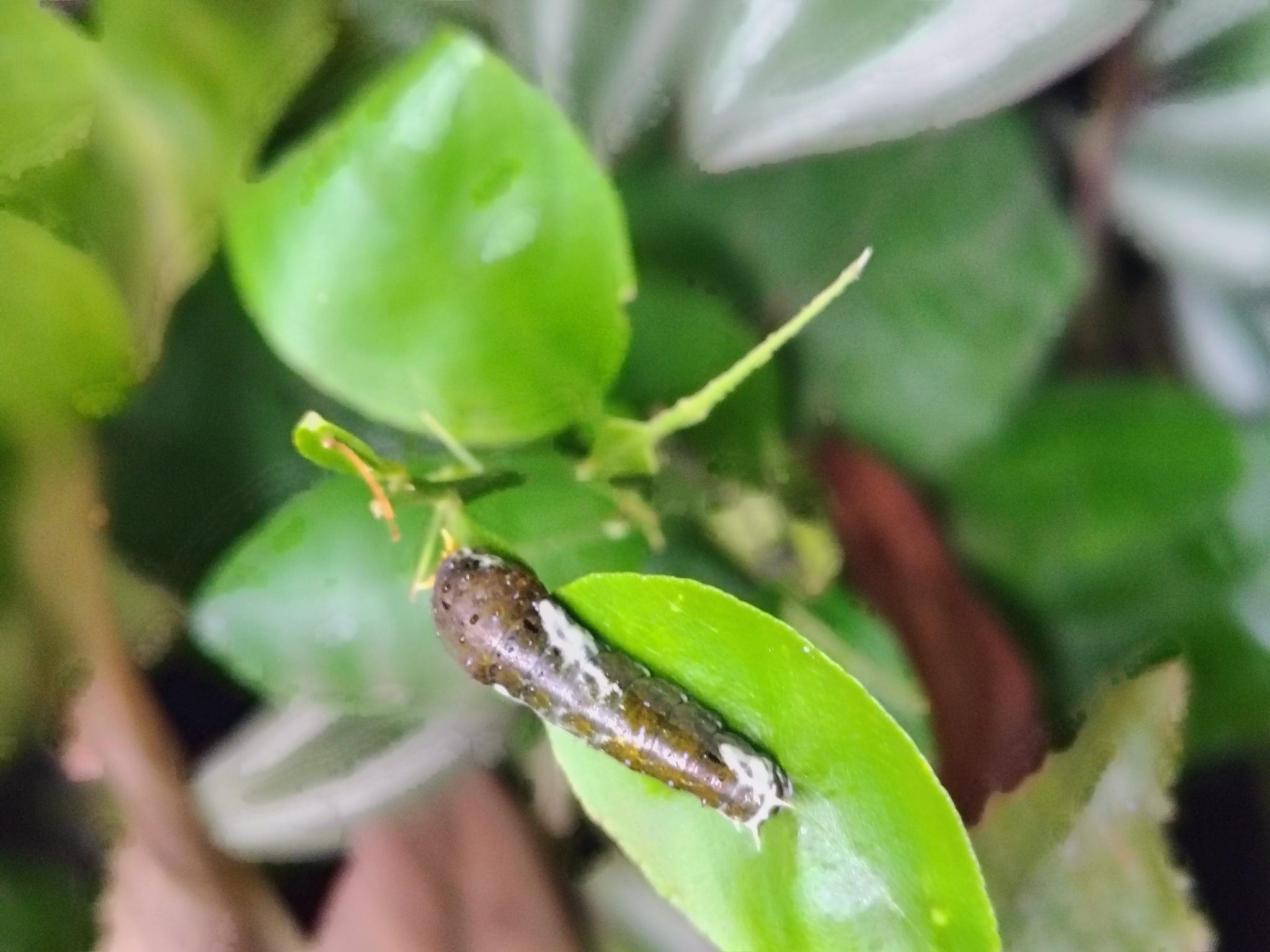 Common Mormon