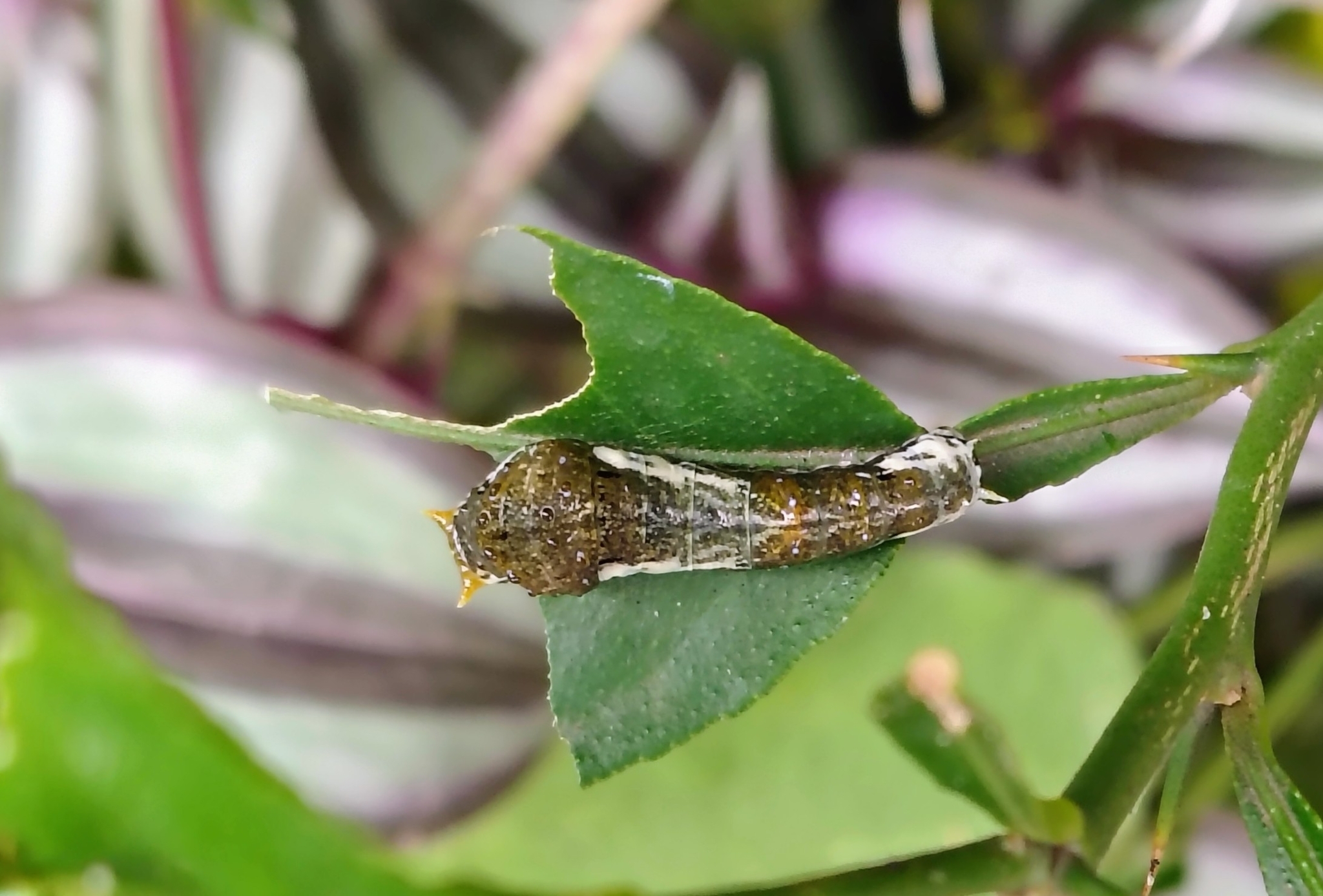Common Mormon