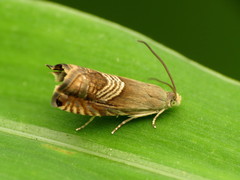 Grapholita tristrigana