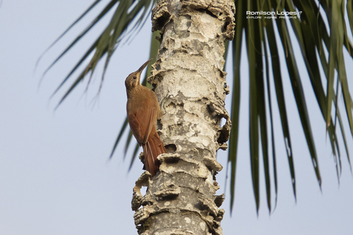 Moustached Woodcreeper