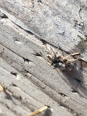 Habronattus schlingeri