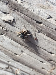 Habronattus schlingeri