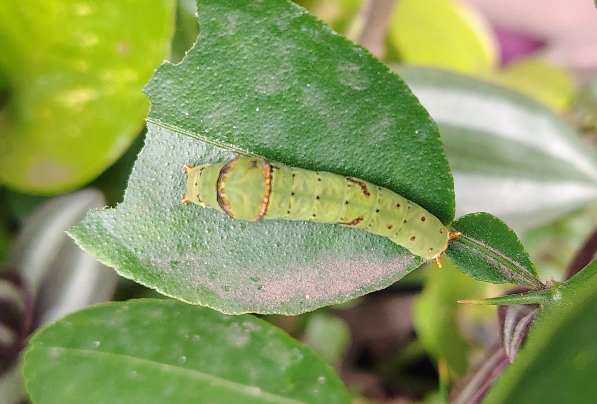 Lime Swallowtail