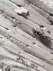 Habronattus schlingeri