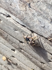 Habronattus schlingeri