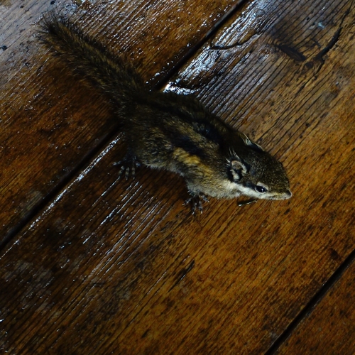 Swinhoe's Striped Squirrel