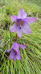 Notholirion macrophyllum