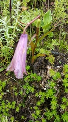 Notholirion macrophyllum