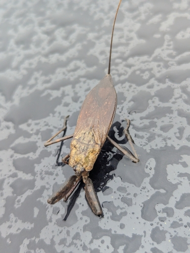Laccotrephes