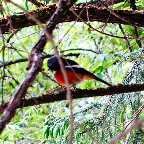 White-throated Redstart (Phoenicurus schisticeps), photo 8