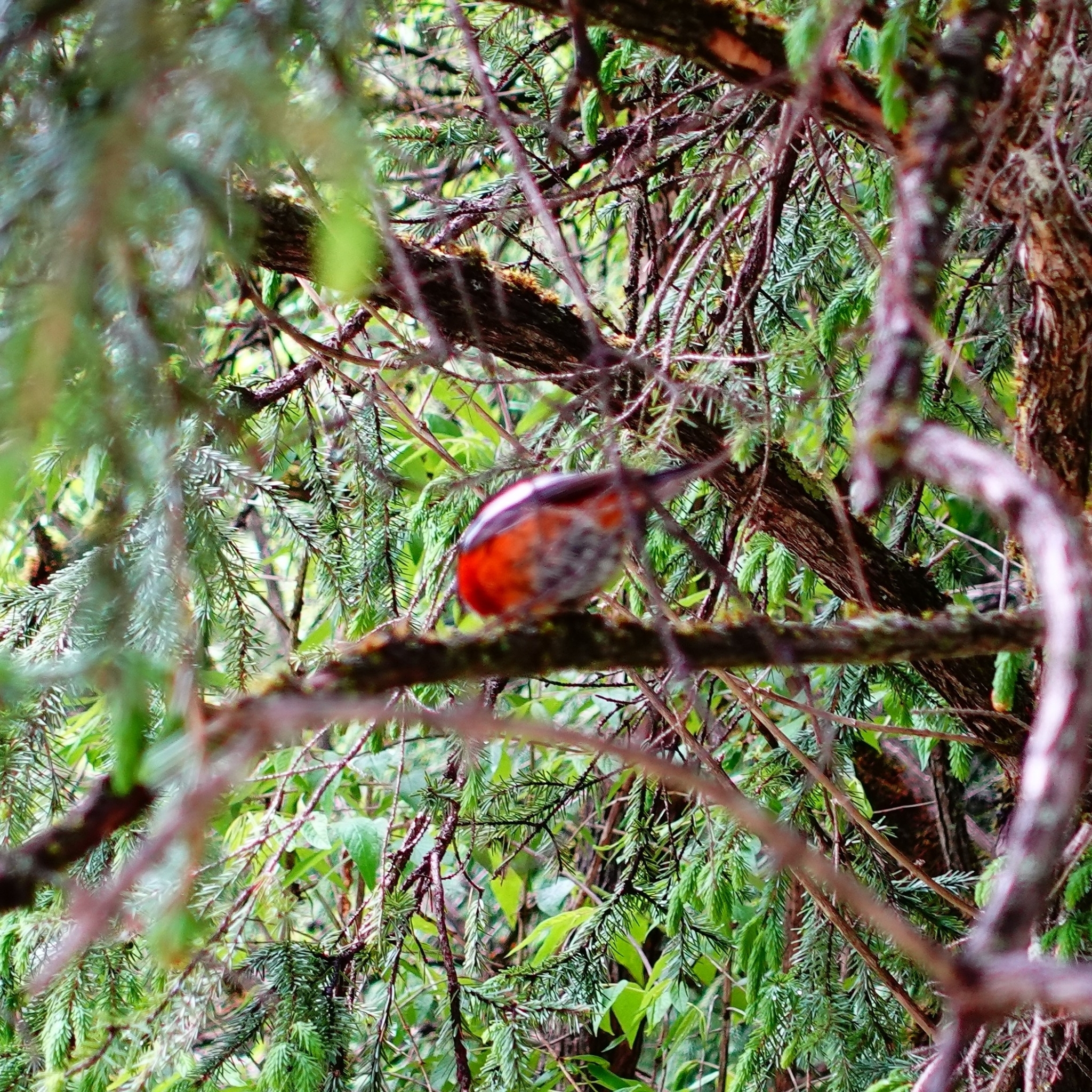 White-throated Redstart