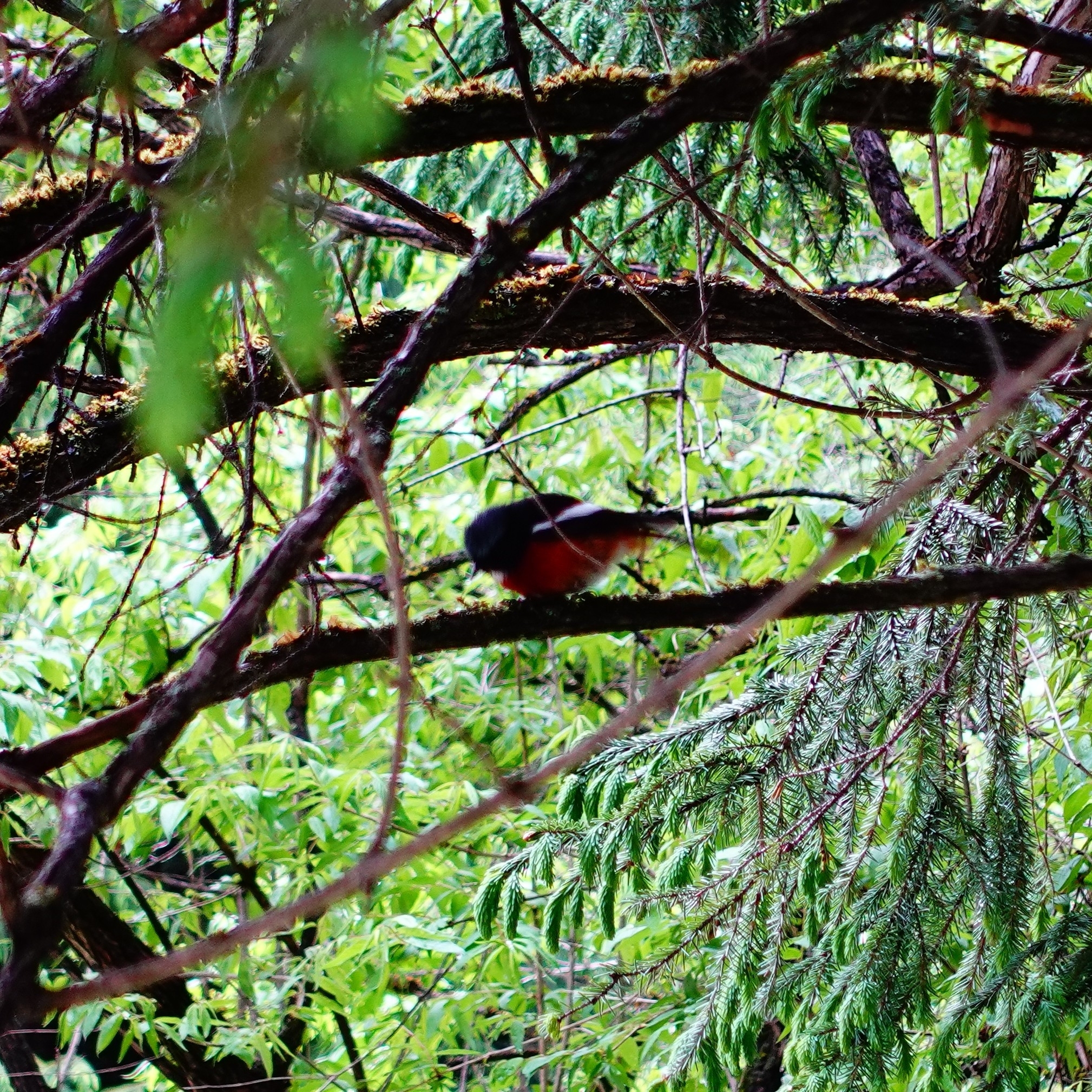 White-throated Redstart