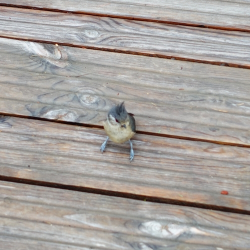 Grey-crested Tit (Lophophanes dichrous), photo 3