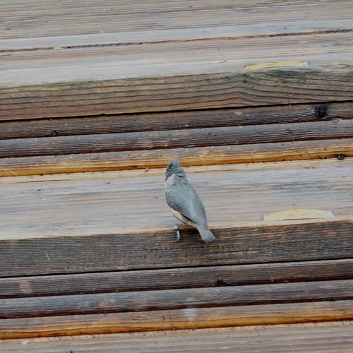 Grey-crested Tit (Lophophanes dichrous), photo 4