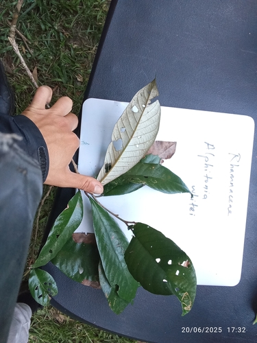 Alphitonia whitei, 2025-06-20