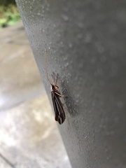 Psychoglypha bella