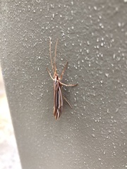 Psychoglypha bella