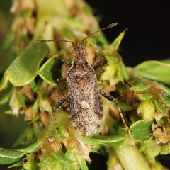 Aufeius impressicollis