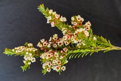 Thryptomene calycina