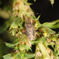 Aufeius impressicollis