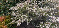 Thryptomene calycina