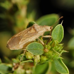 Aufeius impressicollis