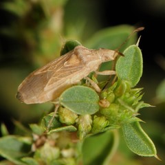Aufeius impressicollis