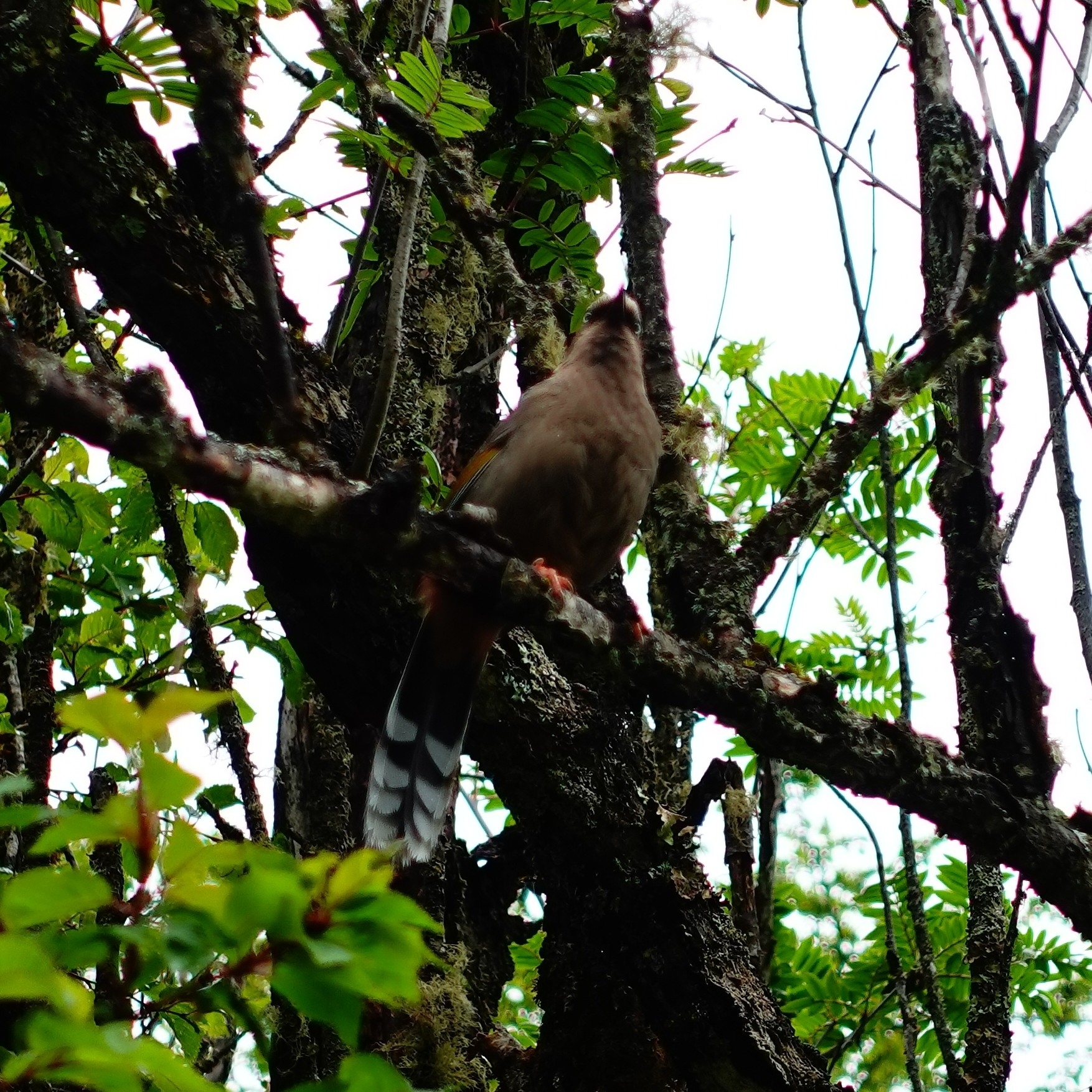 Elliot's Laughingthrush
