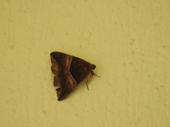 Bastilla