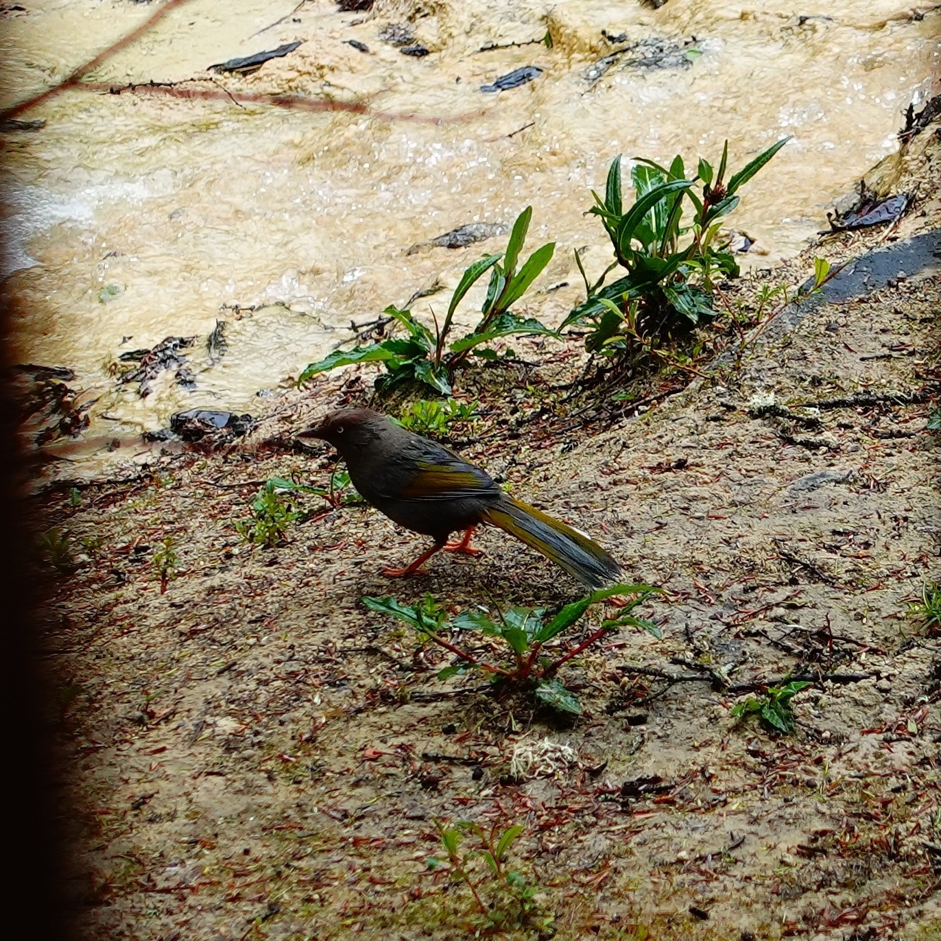 Elliot's Laughingthrush
