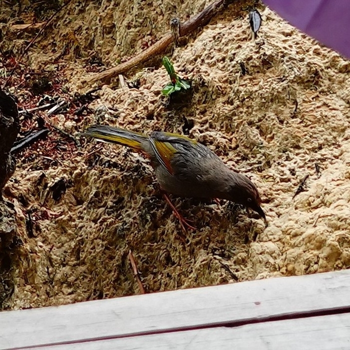 Elliot's Laughingthrush