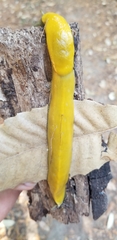 Ariolimax dolichophallus