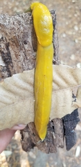 Ariolimax dolichophallus