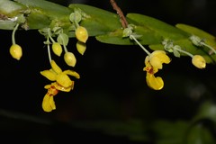 Lockhartia oerstedii