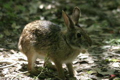 Sylvilagus aquaticus