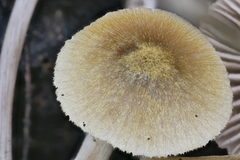 Entoloma flavoviride