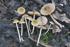 Entoloma flavoviride