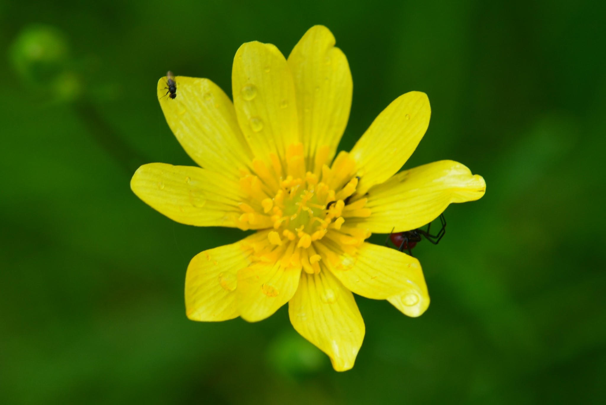 Ranunculus petiolaris