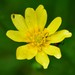 Latin American Buttercup - Photo (c) Neptalí Ramírez Marcial, some rights reserved (CC BY), uploaded by Neptalí Ramírez Marcial
