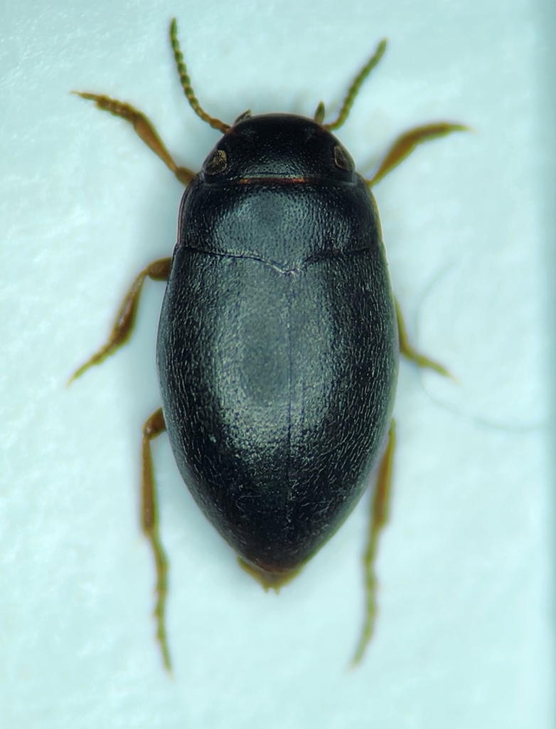 Hydroporus kraatzii